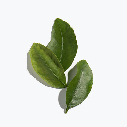 Organic Green Tea