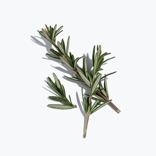 Rosemary Extract
