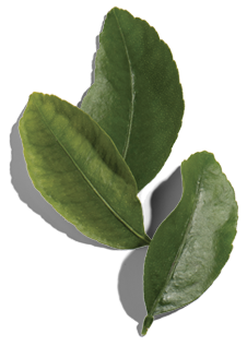 three leaves